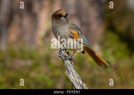 Taigagaai op een dorre takje.Siberian Jay seduto su un ramoscello. Foto Stock