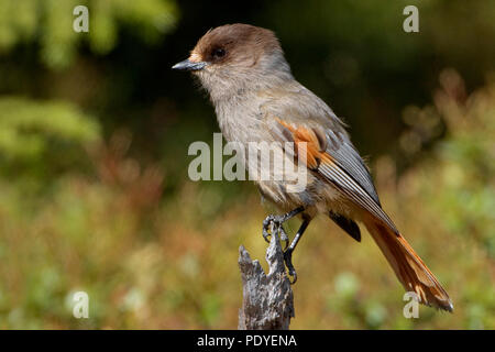 Taigagaai op een dorre takje.Siberian Jay seduto su un ramoscello. Foto Stock