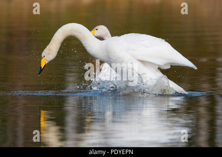 Twee wilde zwanen incontrato klapperende vleugels.Due cigni Whooper con sbattimenti ali. Foto Stock