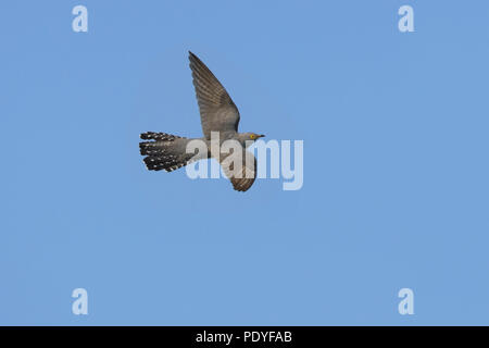 Flying cuculo contro il cielo blu Foto Stock