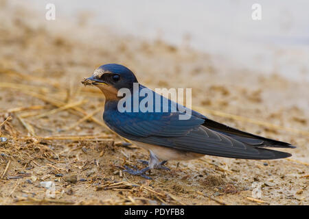 Barn Swallow; Hirundo rustica; Boerenzwaluw Foto Stock