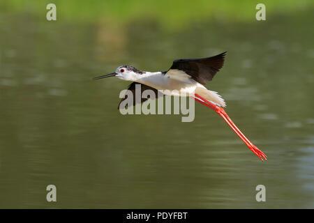 Black-winged Stilt atterraggio; Himantopus himantopus; Landende Steltkluut Foto Stock