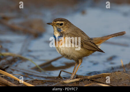 Pettazzurro; Luscinia svecica cyanecula; Blauwborst Foto Stock