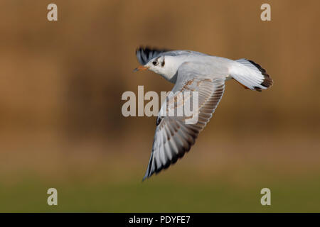 A testa nera Gull battenti; Larus ridibundus; Kokmeeuw vliegend Foto Stock