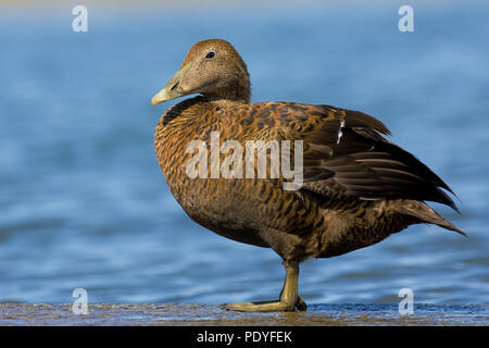 Femmina Eider comune; Somateria mollissima; vrouwtje Eidereend Foto Stock