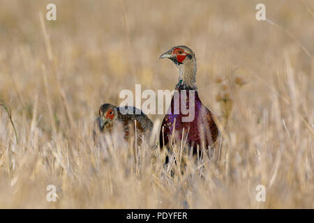 Il fagiano comune; Phasianus colchicus; Fazant Foto Stock