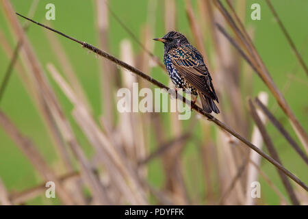 Comune; Starling Sturnus vulgaris; Spreeuw Foto Stock