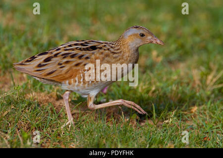 Kwartelkoning; Re di quaglie ( Crex crex ); Crex crex Foto Stock