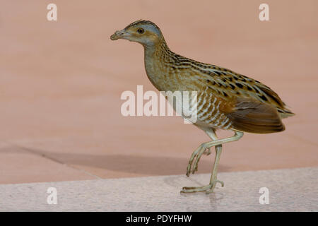 Kwartelkoning; Re di quaglie ( Crex crex ); Crex crex Foto Stock