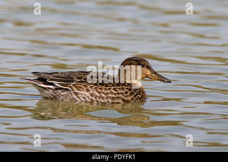 Vrouwtje Wintertaling zwemmend; piscina comune femmina Teal; Anas crecca Foto Stock