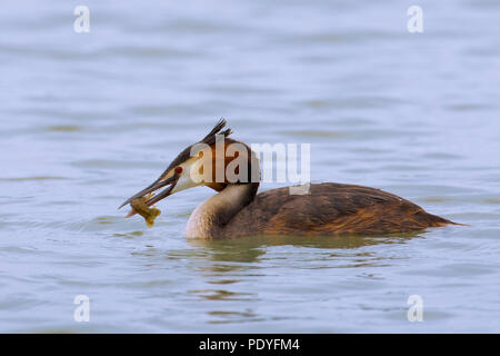 Fuut incontrato gevangen visje in de snavel; Svasso maggiore con la preda; Podiceps cristatus Foto Stock