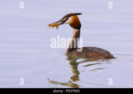 Fuut incontrato gevangen visje in de snavel; Svasso maggiore con la preda; Podiceps cristatus Foto Stock