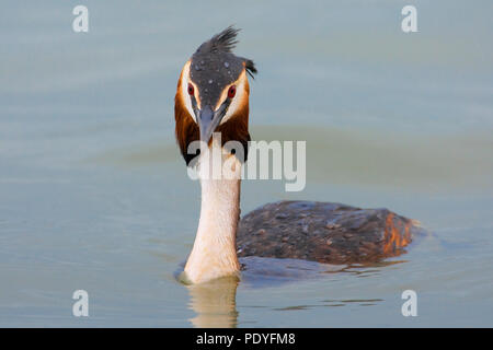 Portret Fuut frontaal; Svasso maggiore; Podiceps cristatus Foto Stock