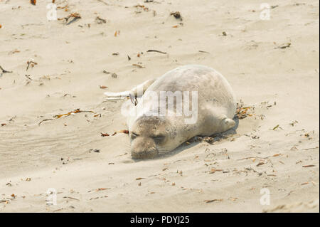 Northern guarnizione di elefante Pup, California Foto Stock