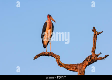 Marabou stork seduta sul ramo di albero in sera la luce solare Foto Stock