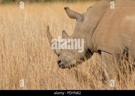 Ritratto di testa di un rinoceronte (rhino) in alta erba gialla Foto Stock