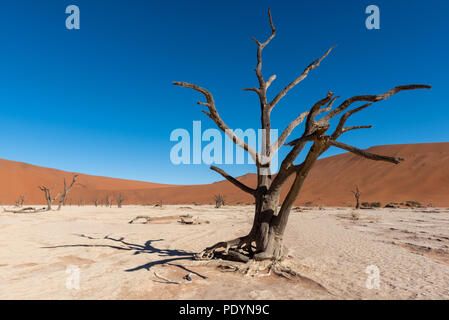 Silhouette di alberi morti in bianco deadvlei pan, Sossusvlei, Namib Naukluft National Park Namibia Foto Stock