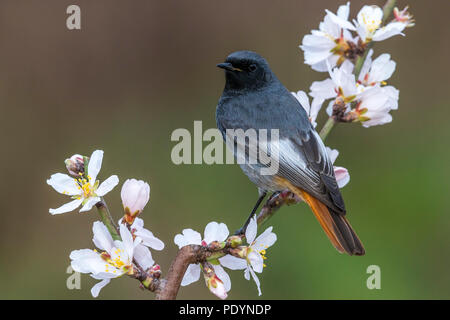 Codirosso spazzacamino (Phoenicurus ochruros) maschio Foto Stock