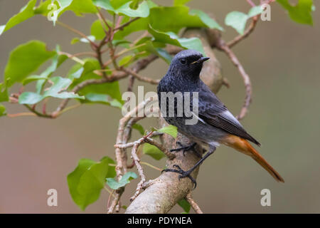 Codirosso spazzacamino (Phoenicurus ochruros) Foto Stock