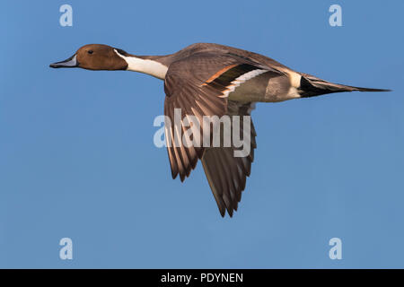 Flying rastrello Northern Pintail; Anas acuta Foto Stock