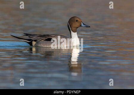 Nuoto drake Northern Pintail; Anas acuta Foto Stock