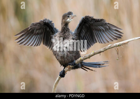 Cormorano pigmeo; Microcarbo pygmaeus Foto Stock