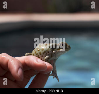 Deserto dell Arizona rospo. Il rospo psichedelico nativo per il Fiume Colorado conosciuta come il Deserto di Sonora toad (Bufo alvarius). Foto Stock