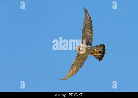 Flying adulto falco pellegrino (Falco peregrinus) contro il cielo blu Foto Stock