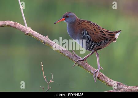 Porciglione; Rallus aquaticus Foto Stock