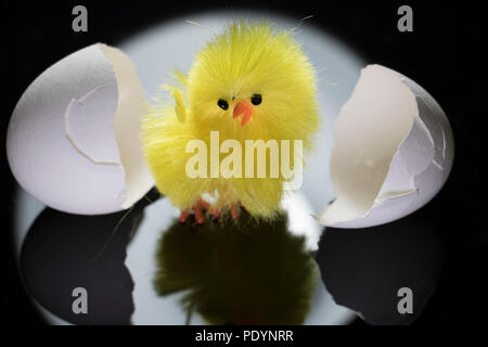 Giallo bambino peloso pulcino fuori da cova di un uovo isolato su sfondo nero. Pulcino di pasqua. Foto Stock