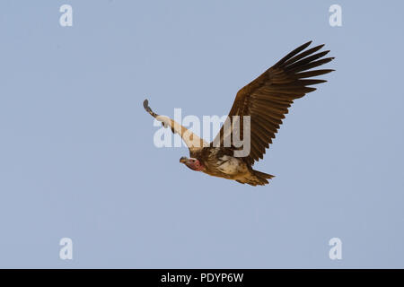 Lambito di fronte-avvoltoio; Torgos tracheliotus; Oorgier Foto Stock