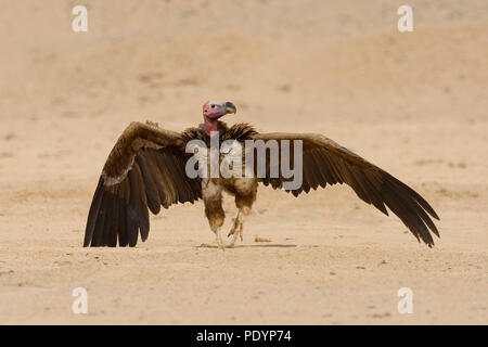Lambito di fronte-avvoltoio; Torgos tracheliotus; Oorgier Foto Stock