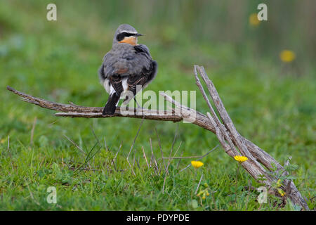 Culbianco; Oenanthe oenanthe; Tapuit Foto Stock