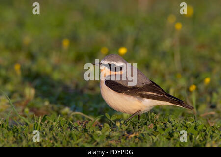 Culbianco; Oenanthe oenanthe; Tapuit Foto Stock