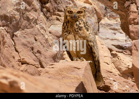 Pharoah Gufo reale; Bubo ascalaphus; Woestijn Oehoe Foto Stock