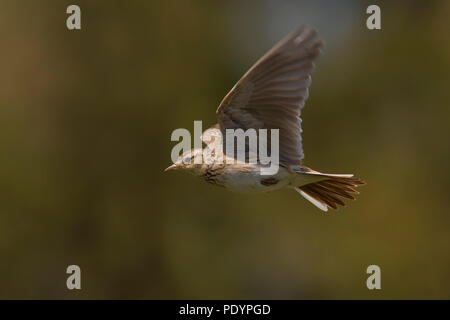 Allodola comune; Alauda arvense; Veldleeuwerik Foto Stock