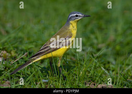 Wagtail giallo; Motacilla flava; Gele Kwikstaart Foto Stock