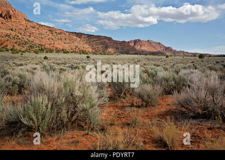 AZ00251-00...ARIZONA - Spazzola di salvia prairie sotto il Coyote Buttes in Paria Canyon - Vermiglio scogliere selvagge. Foto Stock