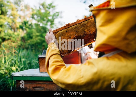 Ultimo controllo prima apiarist raccogliere miele Foto Stock