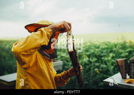 Giovani apiarist raccogliendo miele in un campo di girasoli Foto Stock