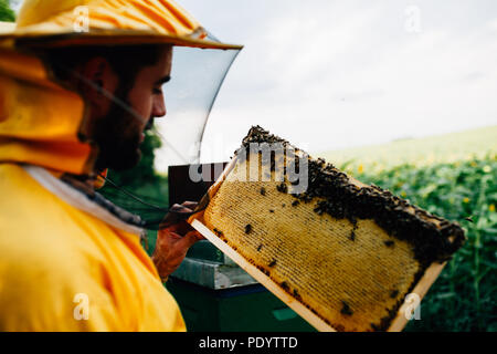 Giovani apiarist raccogliendo miele in un campo di girasoli Foto Stock