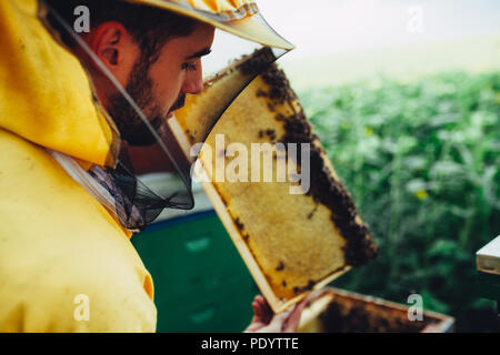 Giovani apiarist raccogliendo miele in un campo di girasoli Foto Stock