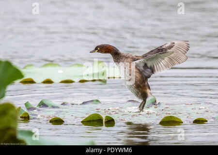 Tuffetto (Tachybaptus ruficollis) appollaiate su foglia verde a zona umida di Hong Kong Foto Stock