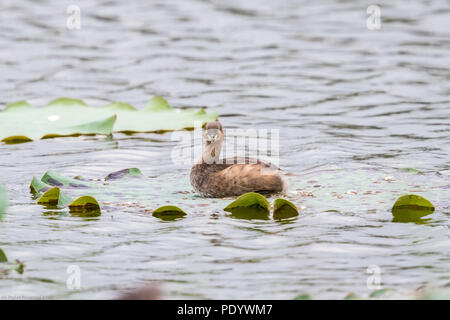 Tuffetto (Tachybaptus ruficollis) appollaiate su foglia verde a zona umida di Hong Kong Foto Stock