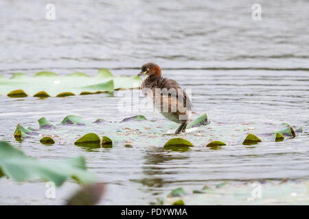 Tuffetto (Tachybaptus ruficollis) appollaiate su foglia verde a zona umida di Hong Kong Foto Stock