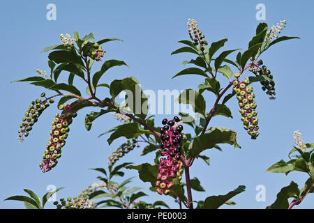 Pokeweed pianta con bacche a vari livelli di maturazione Foto Stock