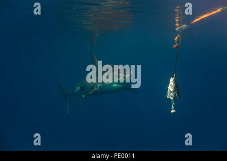 Questo grande squalo bianco, Carcharodon carcharias, è stato fotografato in uscita per alcune esche, appena al di sotto della superficie off Isola di Guadalupe, in Messico. Foto Stock