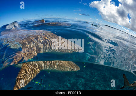 Una immagine sdoppiata di blacktip gli squali, Carcharhinus melanopterus, al di sopra di una barriera corallina al largo dell'isola di Yap in Micronesia. Foto Stock