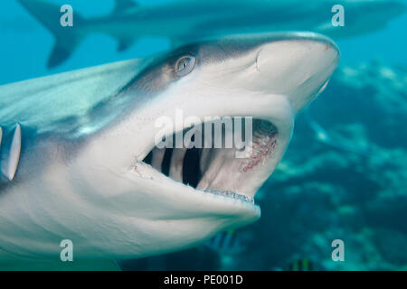 Un grey reef shark Carcharhinus amblyrhynchos, apre la bocca durante uno squalo di alimentazione disattivata la isola di Yap, Micronesia. Foto Stock