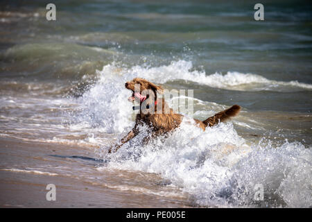Un cane sulla spiaggia di Tarifa, Spagna. Foto Stock